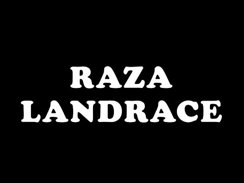 , title : 'Raza Landrace - Porcinos del Peru'