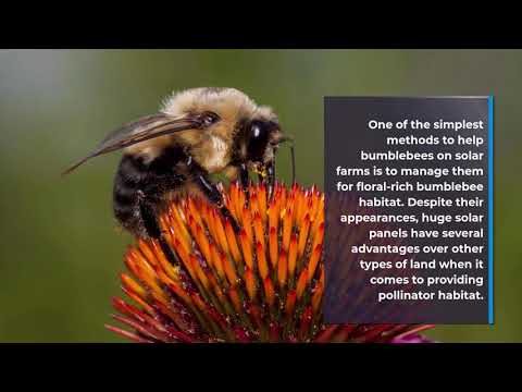 Solar Energy and Bumblebees: Partners in Crime?