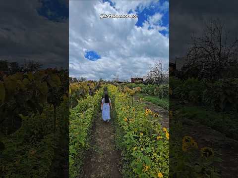 Descubre el campo de girasoles en Píllaro, provincia de Tungurahua.🌻 #ecuador #campodegirasoles