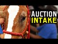 Auction Intake  - Horse Rescue Heroes | S3E8