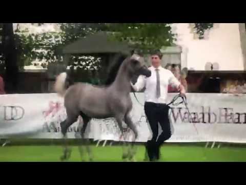 HANAYA BAYAN by KENZ ALBAYDAA