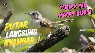 Download lagu Ciblek Betina Gacor Ampuh bikin Ciblek Jantan Emosi langsung Nyaut dan birahi mp3