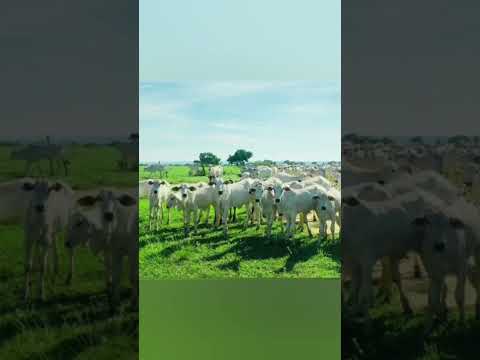 Faz.2 mil hectares para arrendamento estado de Mato Grosso Município Paranatinga  zap.91982165639