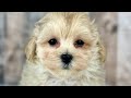Maltipoo dogs for sale: Girl Amber - 0009 - Video 1
