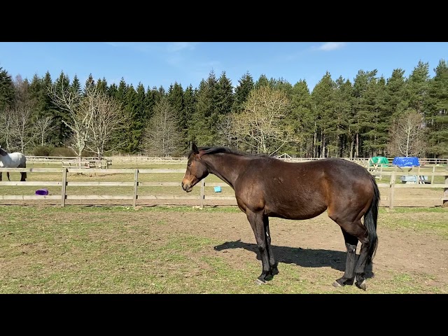 Vídeo relacionado con The Place of Peace: Change Yourself; Change Your Horse (English Edition)