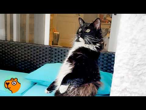 Cat Brings Chaos Everywhere He Goes, And His Family Loves It! | Cuddle Buddies