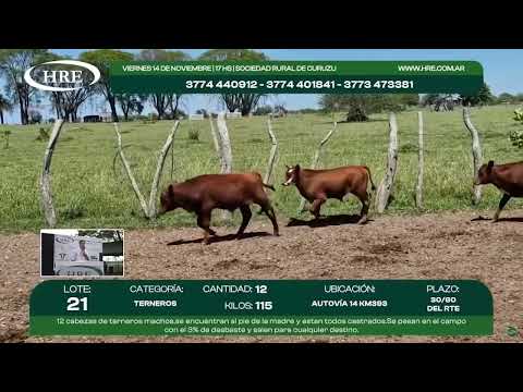 14-11-25 - 57º Remate por Pantalla de Horacio Rodriguez Egaña - Curuzu Cuatia, Corrientes