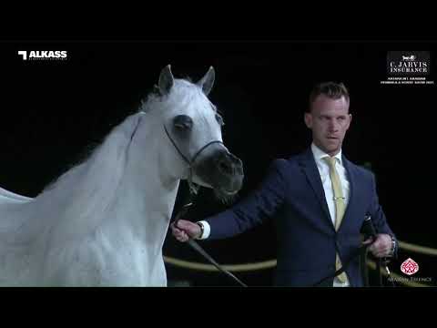 N.162 WASET AL SHAQAB - Katara Int. Arabian Peninsula Horse Show 2023 - Stallions 7+ Years Old (...