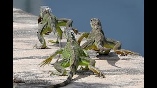 How to get rid of iguanas