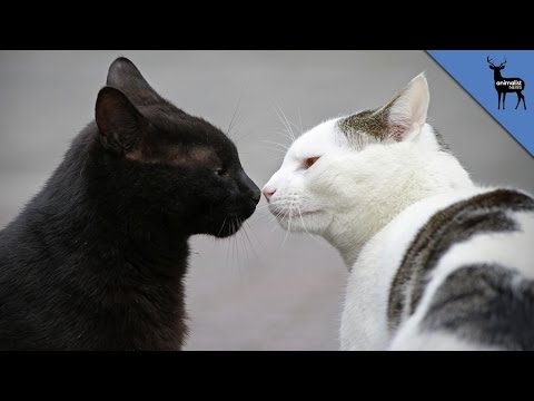 How Do Cats Communicate?