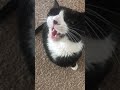 Vocal Tuxedo Cat Gets Annoyed And Meows A LOT