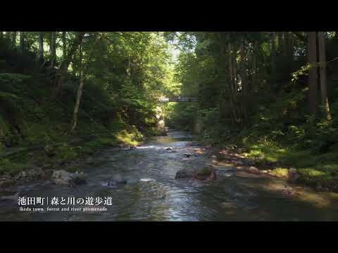 【福井の風景・池田町】森と川の遊歩道