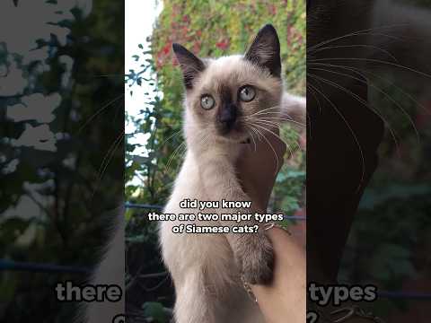 There are two types of Siamese Cats, which one do you prefer? 🙋‍♀️🙋#modern #traditional #siamese