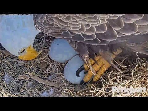 SWFL Eagles ~ Perfectly Timed Incubation Switches & Egg Rolls! Closeups & A Bath For Harriet 12.5.22