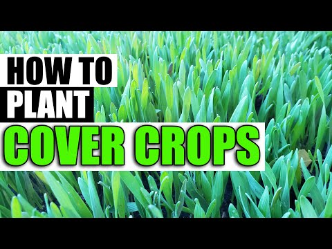 Why Raised Garden Beds Are Better