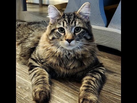 Grounding with a cat. Glynis Sampere