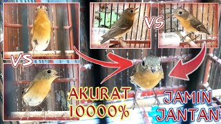 Download lagu USIA MUDA⁉️ PERBEDAAN MUGIMAKI JANTAN DAN BETINA || Sikatan/Sulingan/Tledekan Mugimaki Trotol Jantan mp3