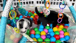Video preview image #27 Border Collie Puppy For Sale in STRAFFORD, MO, USA