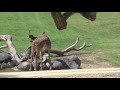 San Diego Zoo Safari Park African Tram Tour