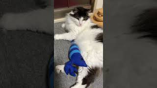 エビと共にだらける猫【ノル猫ミロシー】 #shorts