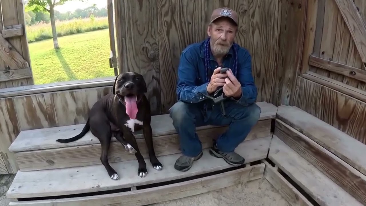 Testing and reviewing the Mimofpet Dog Training Collar