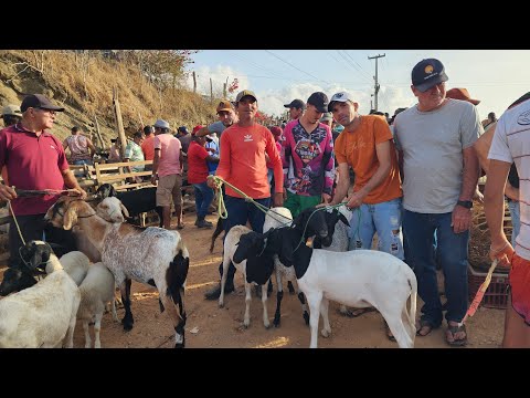 FEIRA DE CAMARADA, CUMARU, PERNAMBUCO, 30/11/2025
