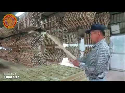 HOW JAPANESE FARM MILION OF SILKWORMS FOF SILK | MODERN HARVEST AND PROCESS SILK COCOONS