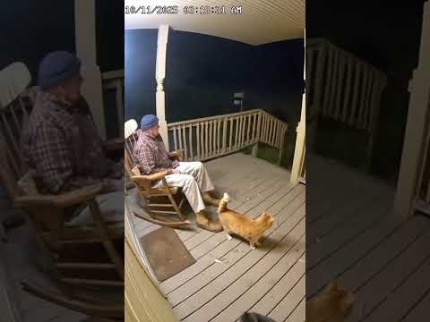 Cats safes man from bear attack (caught on Ring camera) #shorts