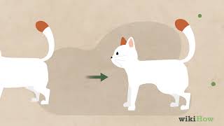 How to Identify Worms in a Cat