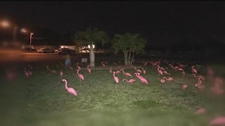 What the flock?! Plastic flamingos popping up in Lee County yards