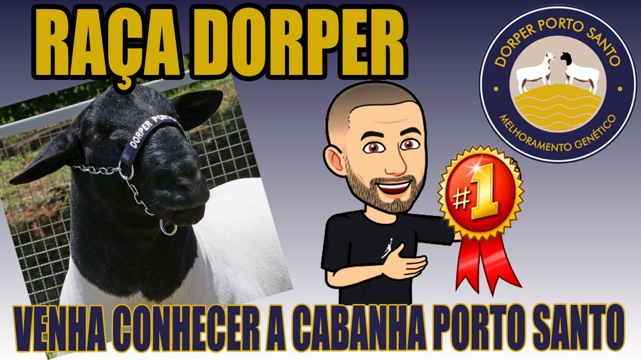 RAÇA DORPER | Venha Conhecer a CABANHA Porto Santo #DICASDEFOTOGRAFIA