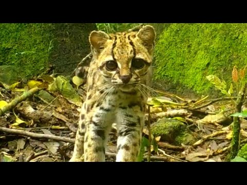 Alguns animais do Rio Grande do Sul 