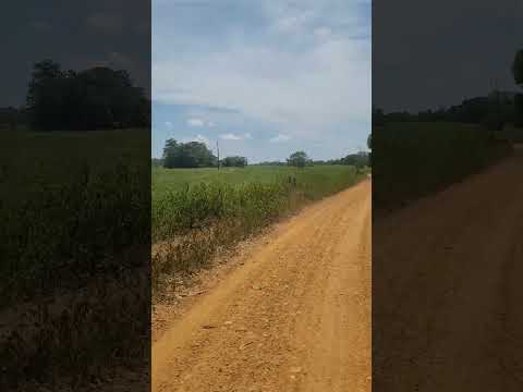 zoma de Nechí antioquia con cultivos de patilla #shorts, #patilla