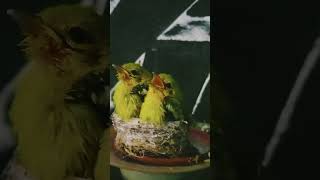 Download lagu Anakan Sirtu Lapar mp3