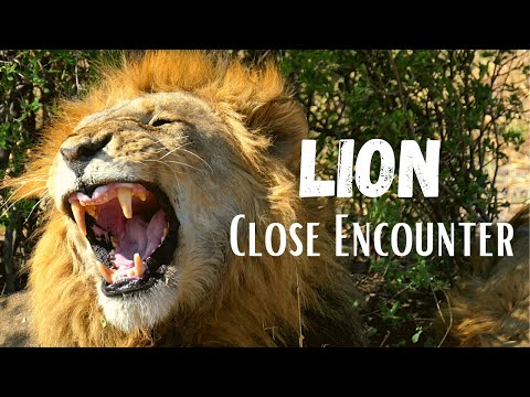 Lions of Savuti