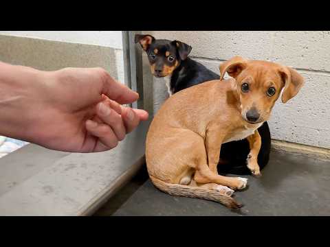 Everyone Walked Past Two Puppies Huddled Together,  Not Knowing they were the BEST in the Shelter 🥹