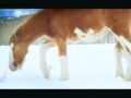 Clydesdale Snowball Fight Commercial