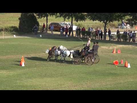 Edith CHARDON (NED) FEI CH-M-A Combined Ponies, P4, Ászár-Kisbér (HUN), cones, 29.09.2019