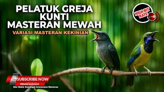 Download lagu 🔴 Live Masteran Perih Pelatuk Kunti Greja Tarung Materi Cucak Cungkok Gacor vs Srigunting Abu Gacor mp3