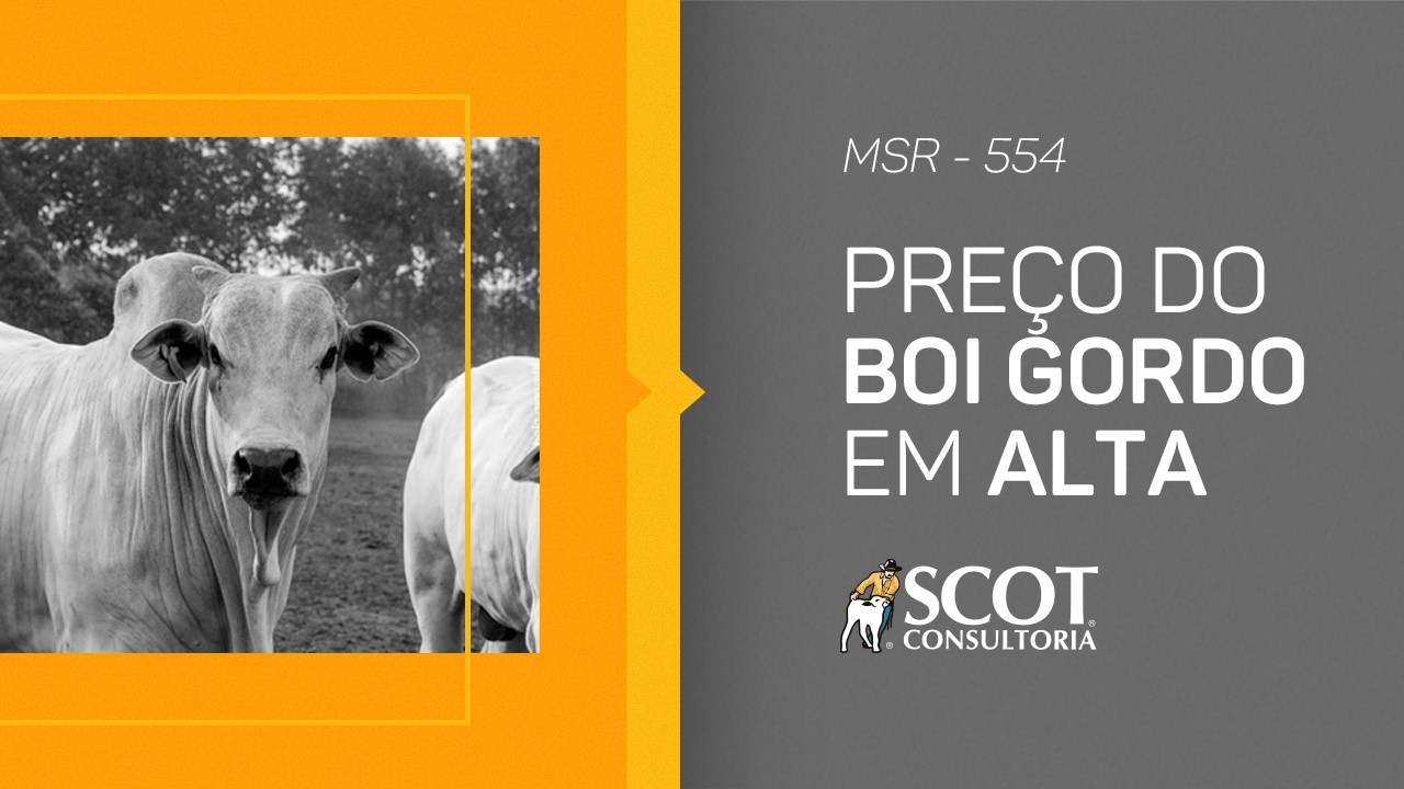Mercado Sem Rodeios - Episódio 554 - Preço do boi gordo em alta