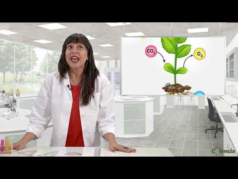 Vídeo: A fotosíntese