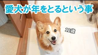 【シニア犬との暮らし】トイレ問題、対策してみた！