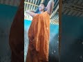 Mithu Biswas Hot