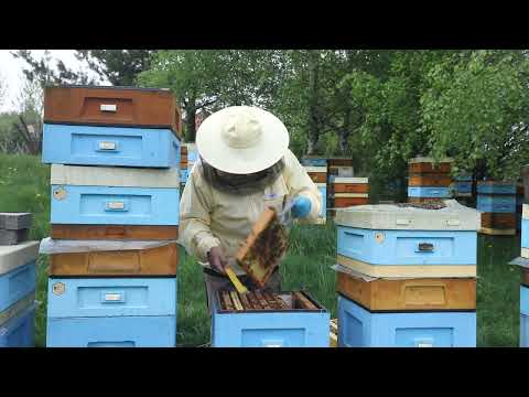 ABC pasieki cz. 18 - układanie rodziny po  połączeniu