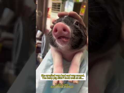 The Team Luckily Finds And Rescues Traumatized Piglet #pig #piglet