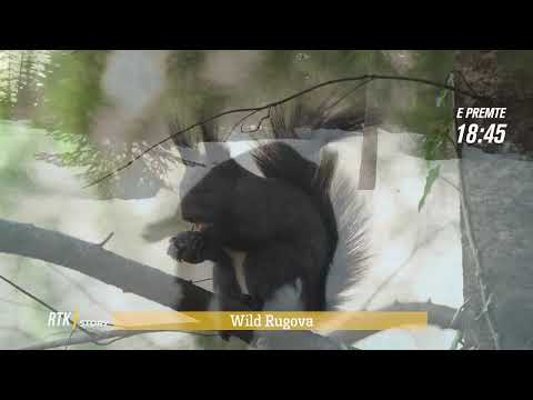 Promo - RTK Story - Wild Rugova