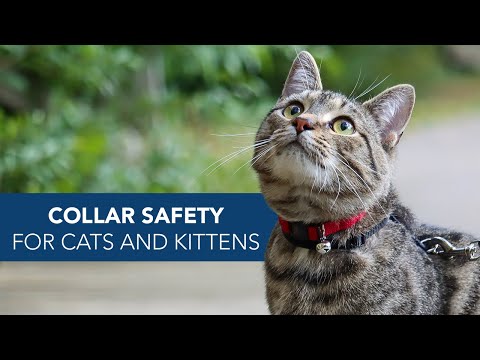 YouTube video about: How tight should a collar be on a cat?