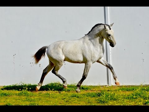 JANOTA MT playing in the paddock