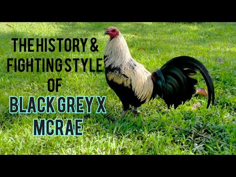 #black grey #mcrae  The History of Black Grey  X McRae.