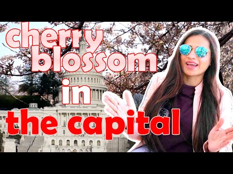 National Cherry Blossom Festival | Washington DC Tour